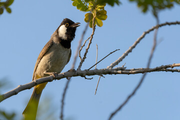 White-eared bulbul or white-cheeked bulbul 