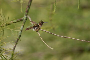 Ruby throated hummingbird