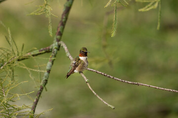 Ruby throated hummingbird