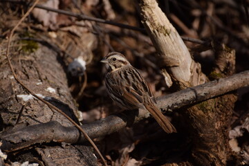 song sparrow