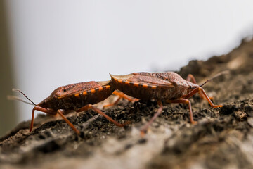 Mating bugs. Two bugs. Macro photo. insects on the surface of a tree. Wild life of bugs in the summer. Tree bark close-up. Brown bugs with orange spots.