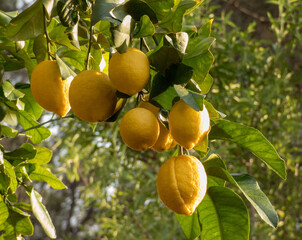 Lemons Hanging from the branch of lemon tree in the sunny day in Spain