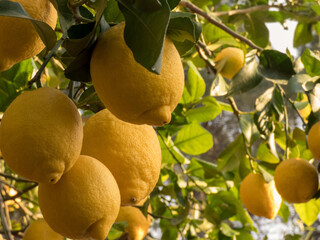 Lemons Hanging from the branch of lemon tree in the sunny day in Spain. Close up.
