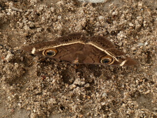 Cream-striped owl (Cyligramma latona) - brown moth with eyespot on the forewings, Namibia