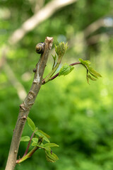 Snail on a tree branch in the forest