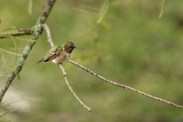 Ruby throated hummingbird