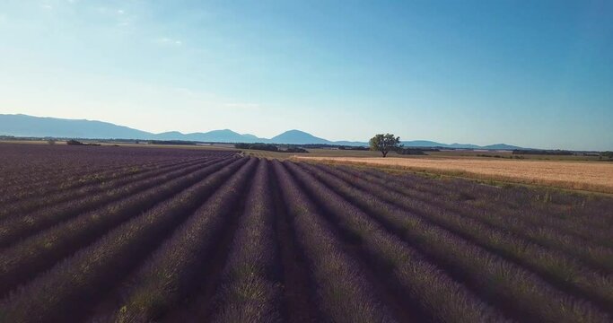 au dessus du plateau de Valensole  - arbre et champ de bl&eacute; - Provence France