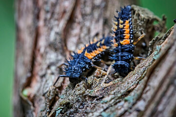 Larven des Asiatischen Marienkäfers ( Harmonia axyridis , auch „Vielfarbiger“ oder „Harlekin-Marienkäfer“ ).