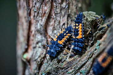 Larven des Asiatischen Marienkäfers ( Harmonia axyridis , auch „Vielfarbiger“ oder „Harlekin-Marienkäfer“ ).