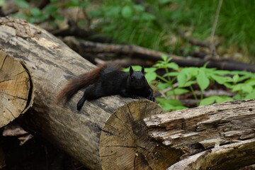 squirrel