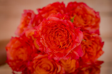 Close up of Free Spirit roses variety, studio shot.