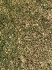 Bad lawn. Yellow grass. Untidy lawn