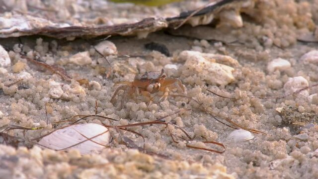 Female fiddler crab eating algae and debris from a sand beach