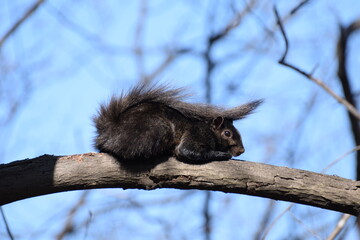squirrel