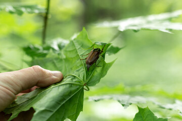 Chafer beetle hid on a green leaf in the forest