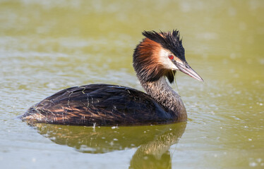 Great Crested Grebe, Podiceps Cristatus