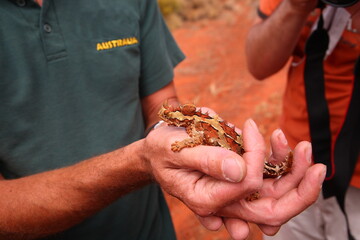 Cute Thorny Devil (Moloch horridus) lizard crawling on man's hand in Kings Canyon,  red center of Australia