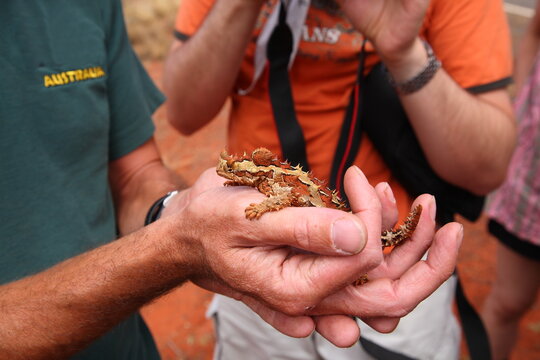 Cute Thorny Devil (Moloch horridus) lizard crawling on man's hand in Kings Canyon,  red center of Australia