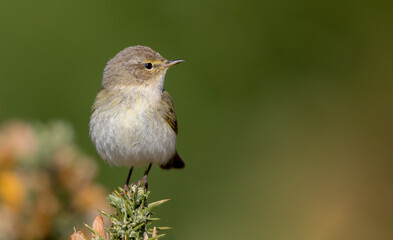 Chiffchaff Perched on Gorse