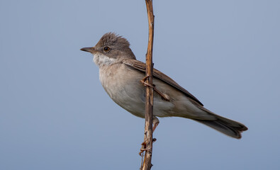 Common Whitethroat