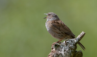 Dunnock