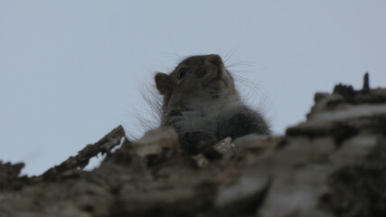 squirrel