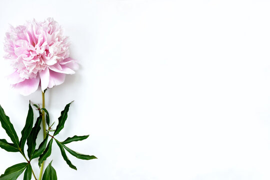 Pink peony on the side on a white background. Space for text.