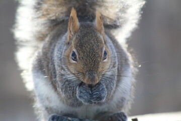 squirrel