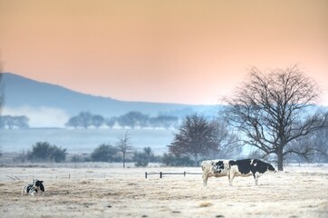 HOLSTEIN dairy cattle in a frosty pasture, Underberg, South Africa © wolfavni