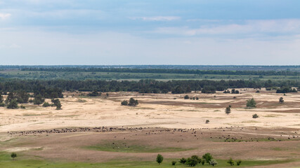 Fototapeta na wymiar Desert in spring distant view on goat pasture on sand dunes near forest. Kitsevka desert hilly sands in Ukraine, Kharkiv region landscape