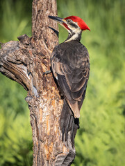 Pileated Woodpecker