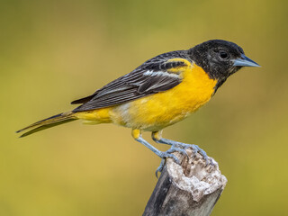Baltimore Oriole