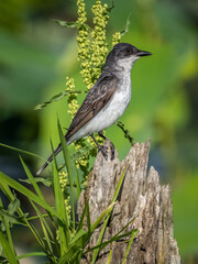 Eastern Kingbird