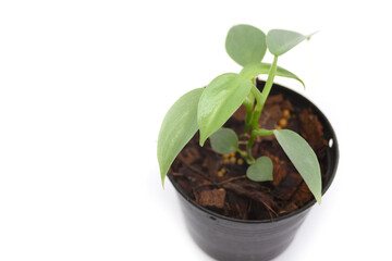 Tree Green Philodendron Hastatum