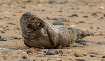 Naklejka premium Grey Seal Pup