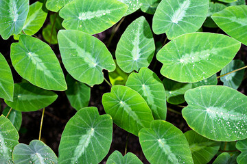 the detail of tropic plant in a greenhouse