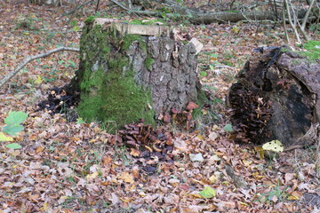 Baumstumpf 11
