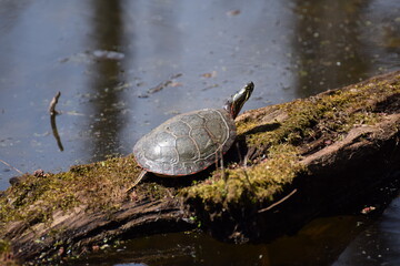 Obraz premium turtle