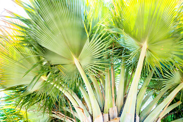 palm leaves - tropical background