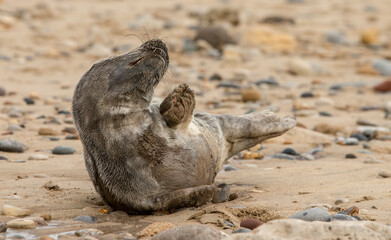 Fototapeta premium Grey Seal Pup on the Beach 