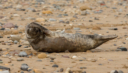 Grey Seal