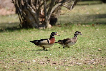 wood duck