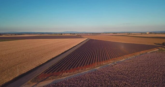 ligne droite au milieu des champs au lever du jour - Valensole