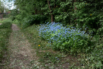 A group of forget-me-nots growing on the side of a forest road