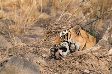 Tigress T60 cub cleaning its paws, Ranthambore Tiger Reserve