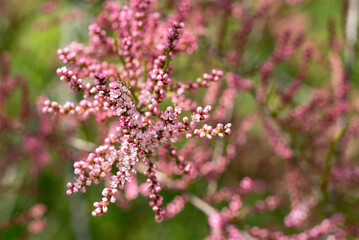 Beautiful little pink and white flowers growing outdoors on a branch of tree. Closeup, blurred green background, bright colours, romantic look. Spring symbol.