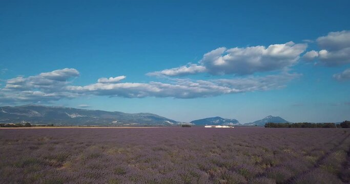 juste au dessus des lavandes en fleur - Valensole France 