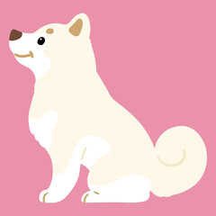 Flat colored white Shiba Inu sitting in side view