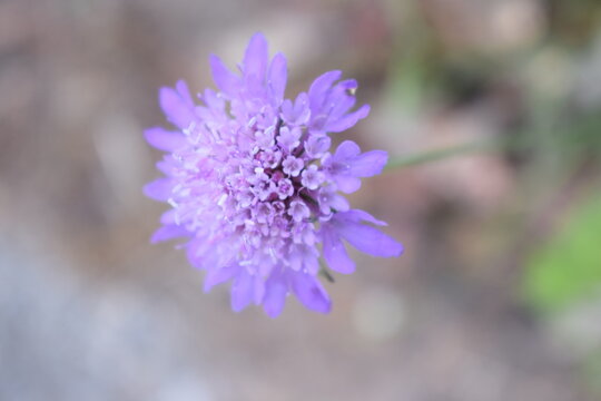 Delicate purple flowers of field scabious (Knautia arvensis)