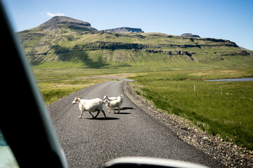 sheep in Iceland